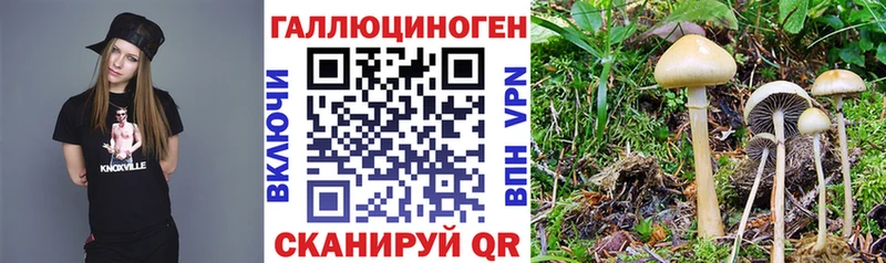 закладка  Урюпинск  Галлюциногенные грибы Cubensis 